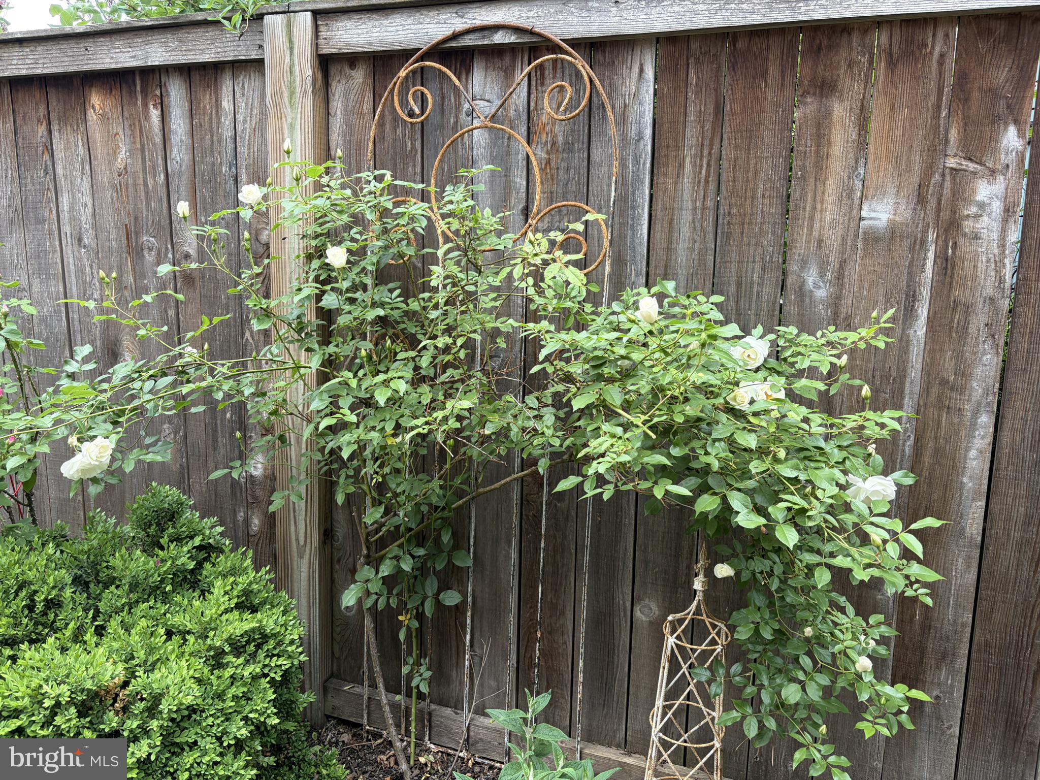 121 West Church Street Frederick, MD 21701 - Photo 72 of 104 Charming garden trellis with blooms.