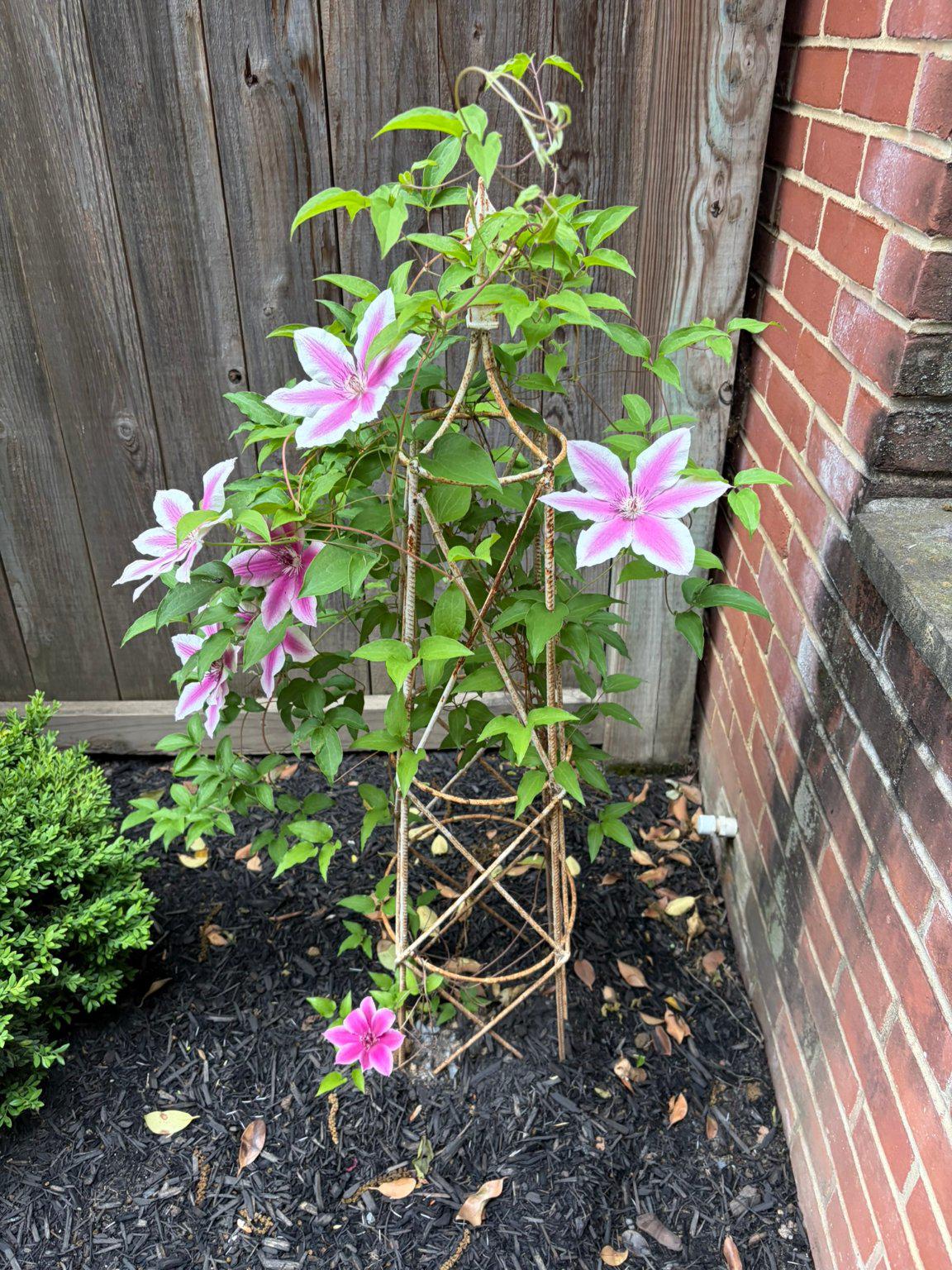 121 West Church Street Frederick, MD 21701 - Photo 74 of 104 Vibrant clematis climbing a rustic trellis.