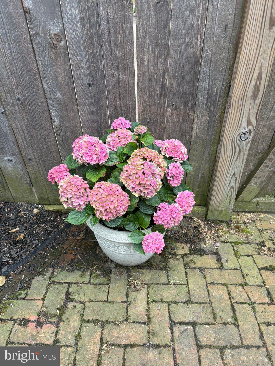 121 West Church Street Frederick, MD 21701 - Photo 75 of 104 Vibrant hydrangeas in a garden pot.