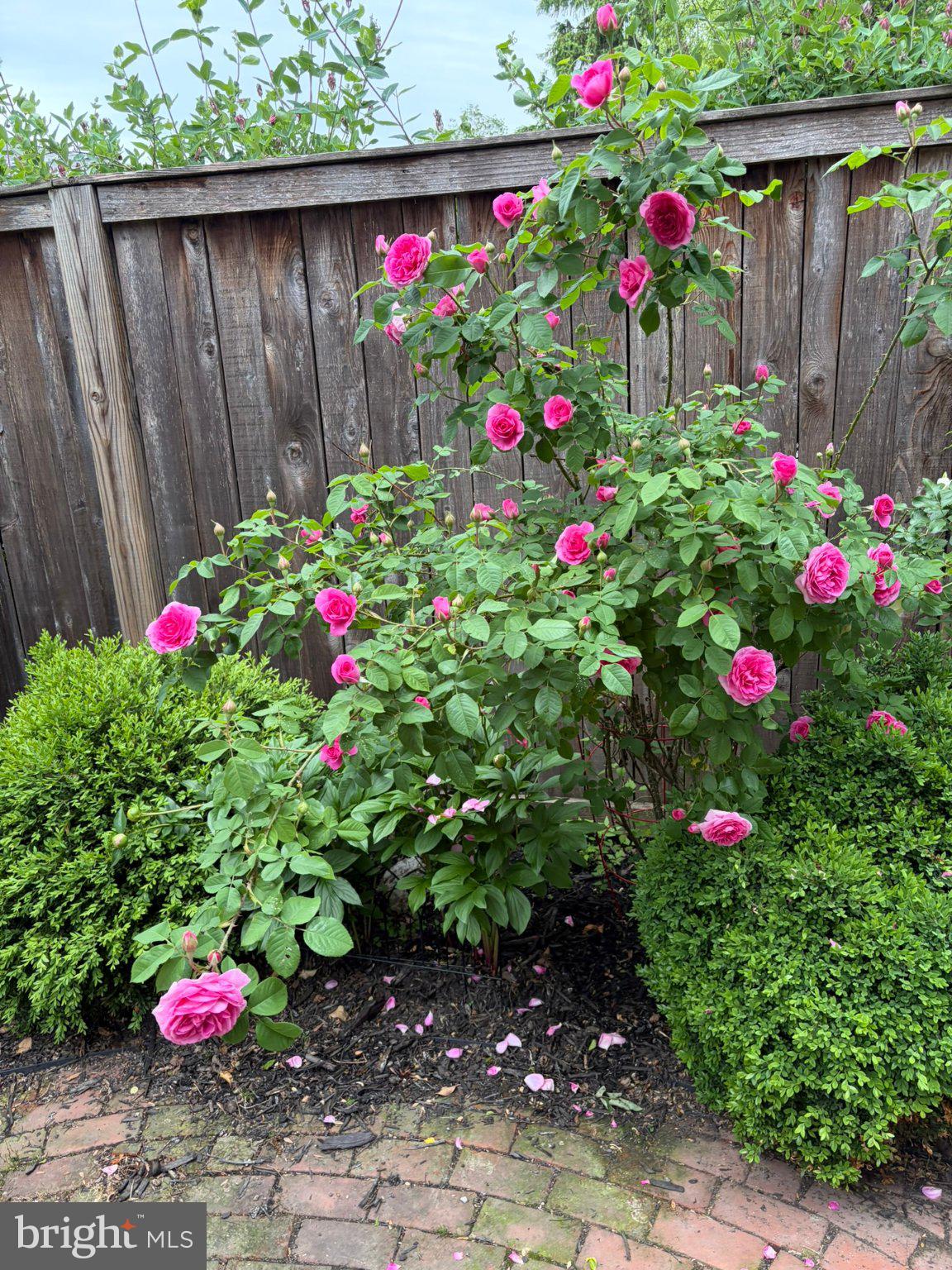 121 West Church Street Frederick, MD 21701 - Photo 78 of 104 Vibrant blooms in a serene garden.