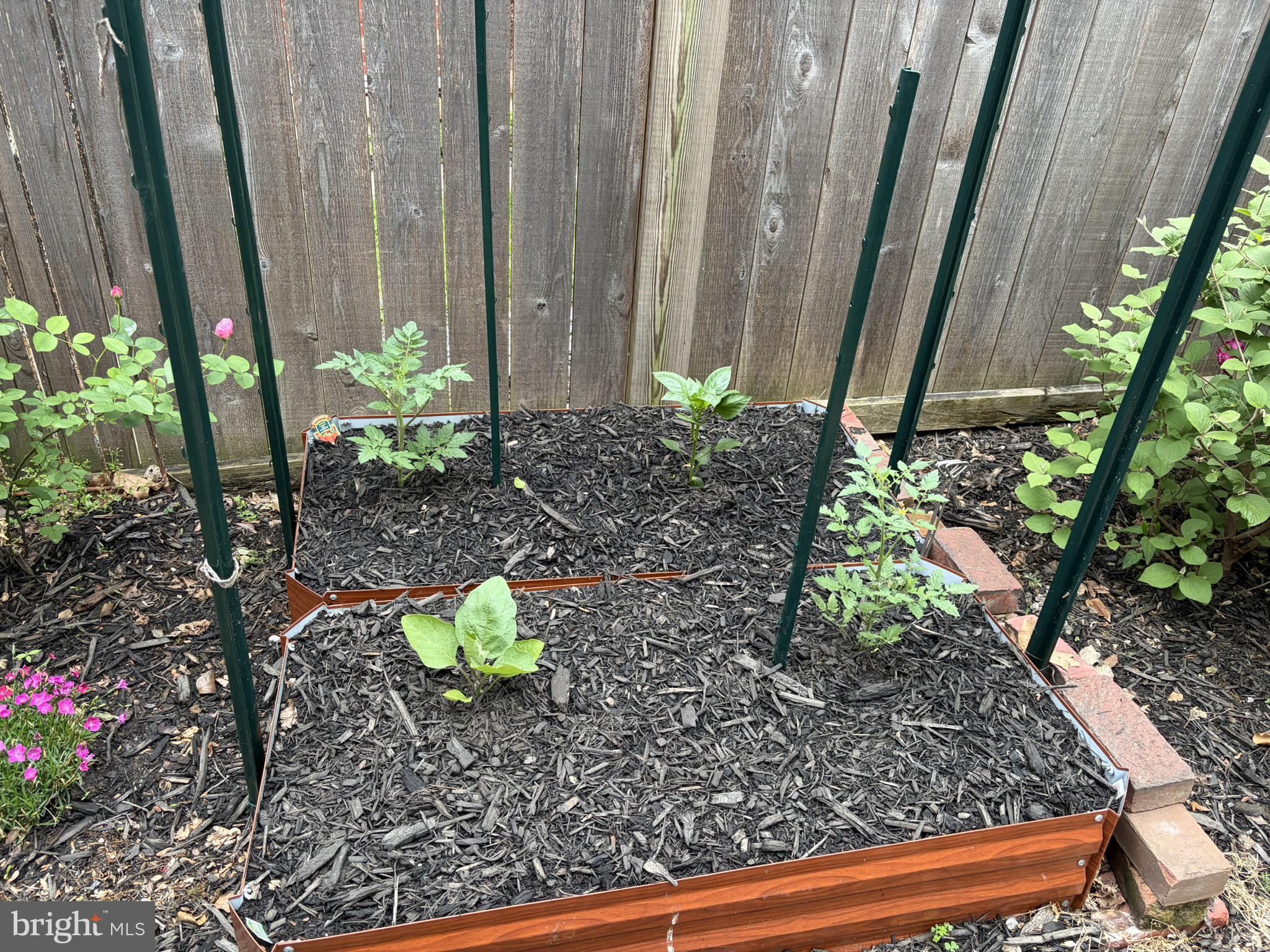 121 West Church Street Frederick, MD 21701 - Photo 80 of 104 Thriving garden beds in bloom.