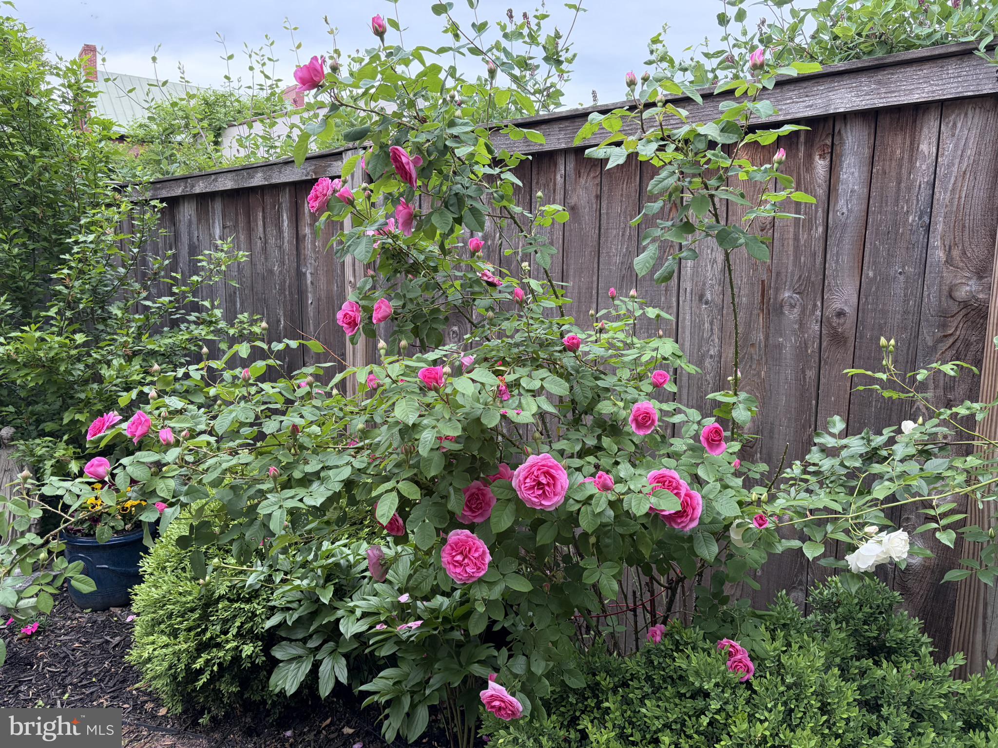 121 West Church Street Frederick, MD 21701 - Photo 81 of 104 Vibrant roses bloom against wood fence.