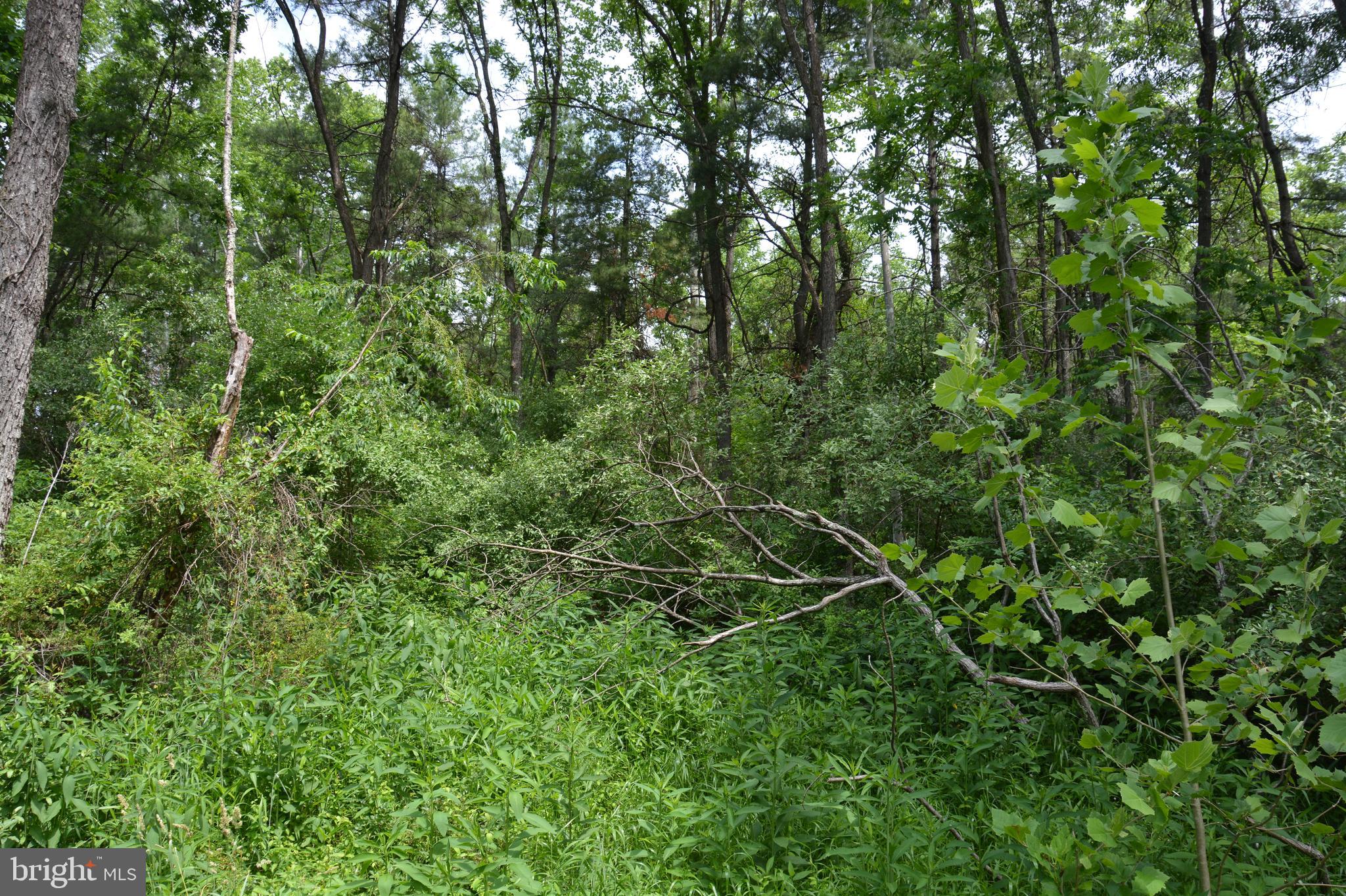 Two Lots On Siler Road Winchester, VA 22603 - Photo 6 of 38 a view of a lush green forest with lots of trees