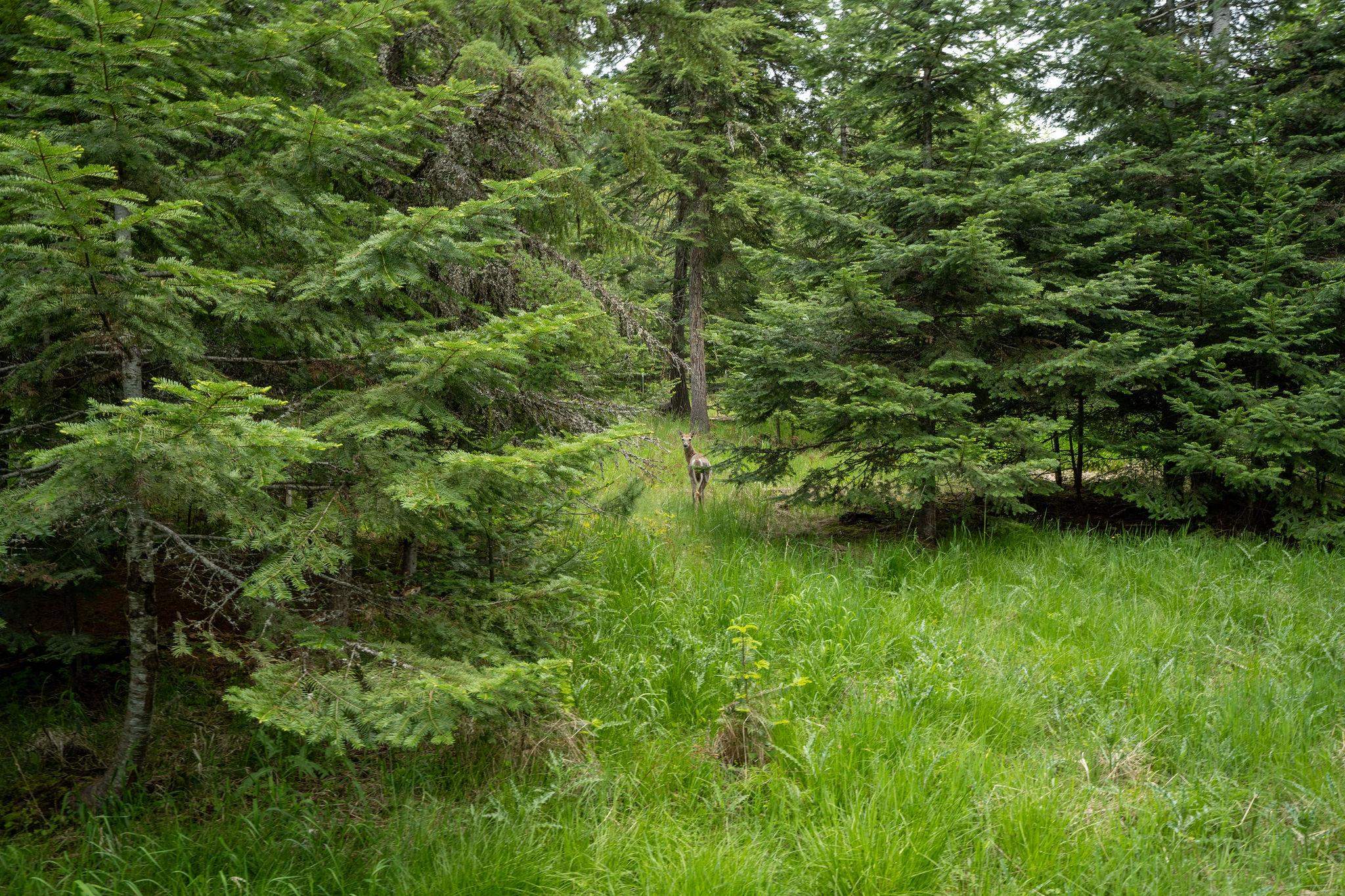 Lot 3 Rivendell Lane Hayden, ID 83835 - Photo 13 of 19 Gallery Image 13