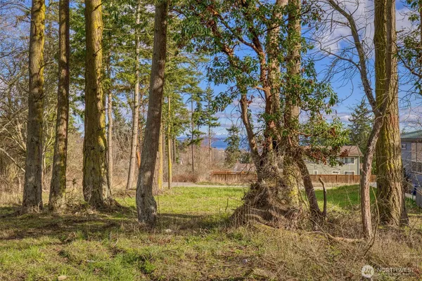 a view of a yard with large trees