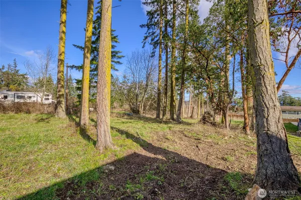 a view of a yard with trees