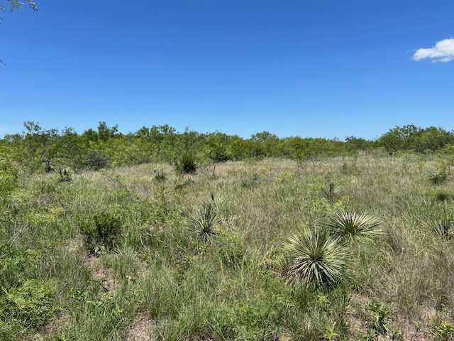 Lot 4-5 County Road Brady, TX 76825 - Photo 4 of 8 a view of a lush green forest with a mountain