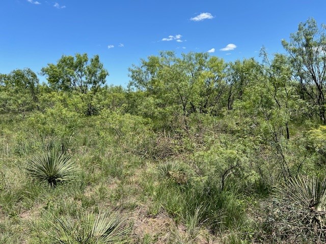 Lot 4-5 County Road Brady, TX 76825 - Photo 6 of 8 a view of a large yard with lots of bushes