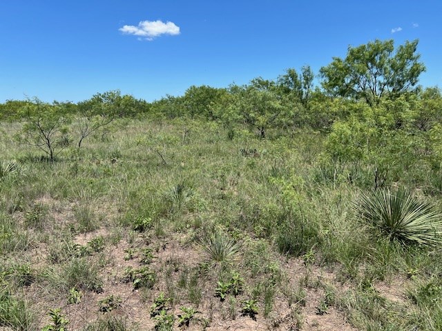 Lot 4-5 County Road Brady, TX 76825 - Photo 7 of 8 a view of a forest with a mountain in the background