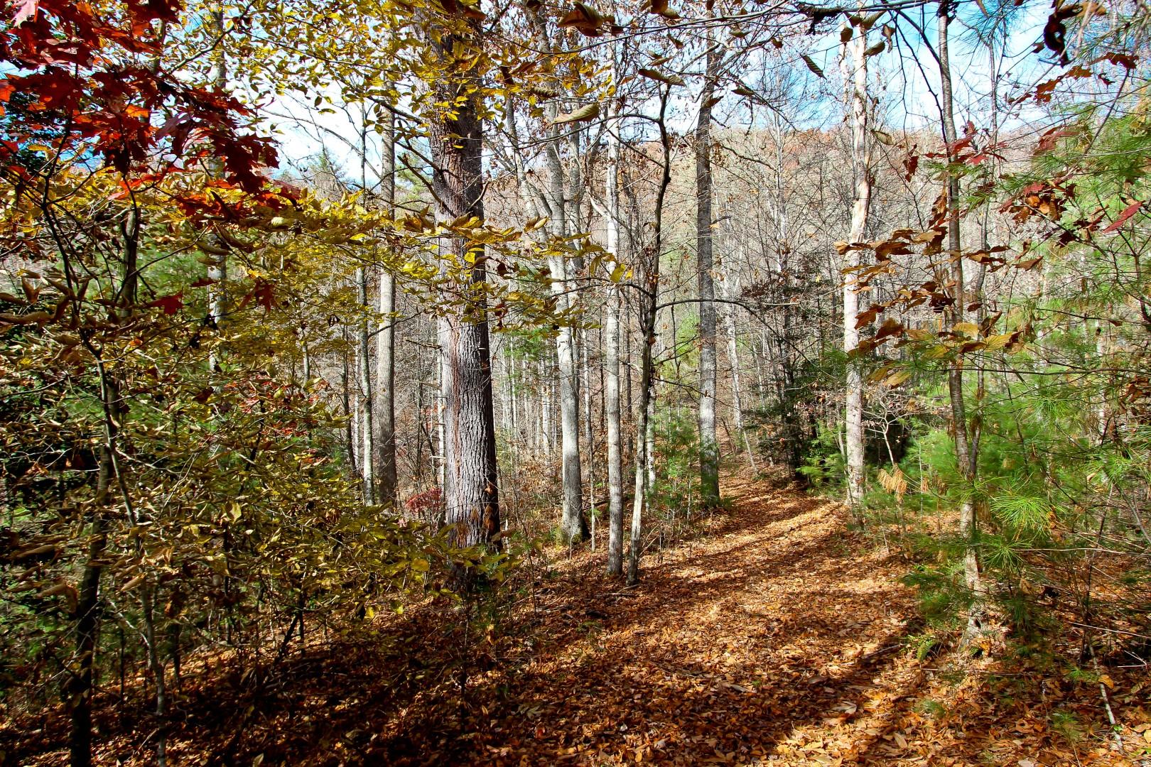 27.37-acre 27.37-acre Laurel Fork Road Del Rio, TN 37727 - Photo 2 of 25 IMG_3953