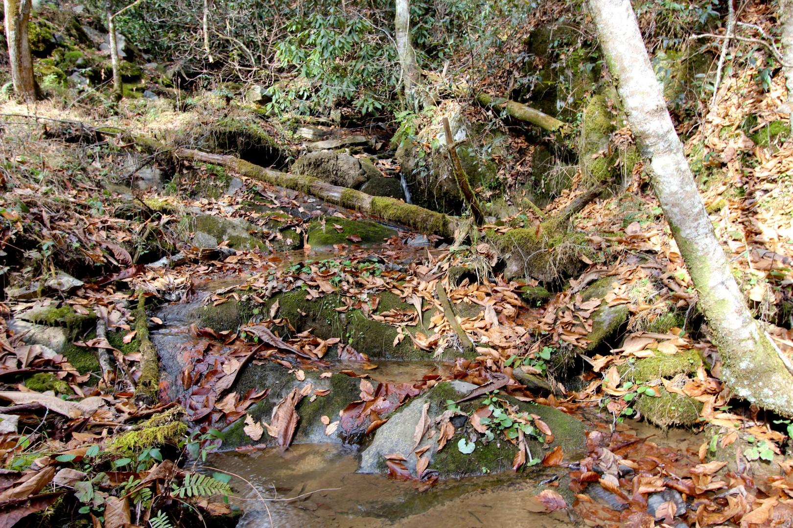 27.37-acre 27.37-acre Laurel Fork Road Del Rio, TN 37727 - Photo 12 of 25 IMG_3937