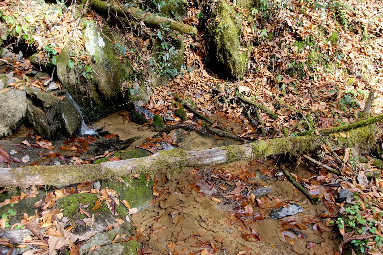 27.37-acre 27.37-acre Laurel Fork Road Del Rio, TN 37727 - Photo 13 of 25 IMG_3938
