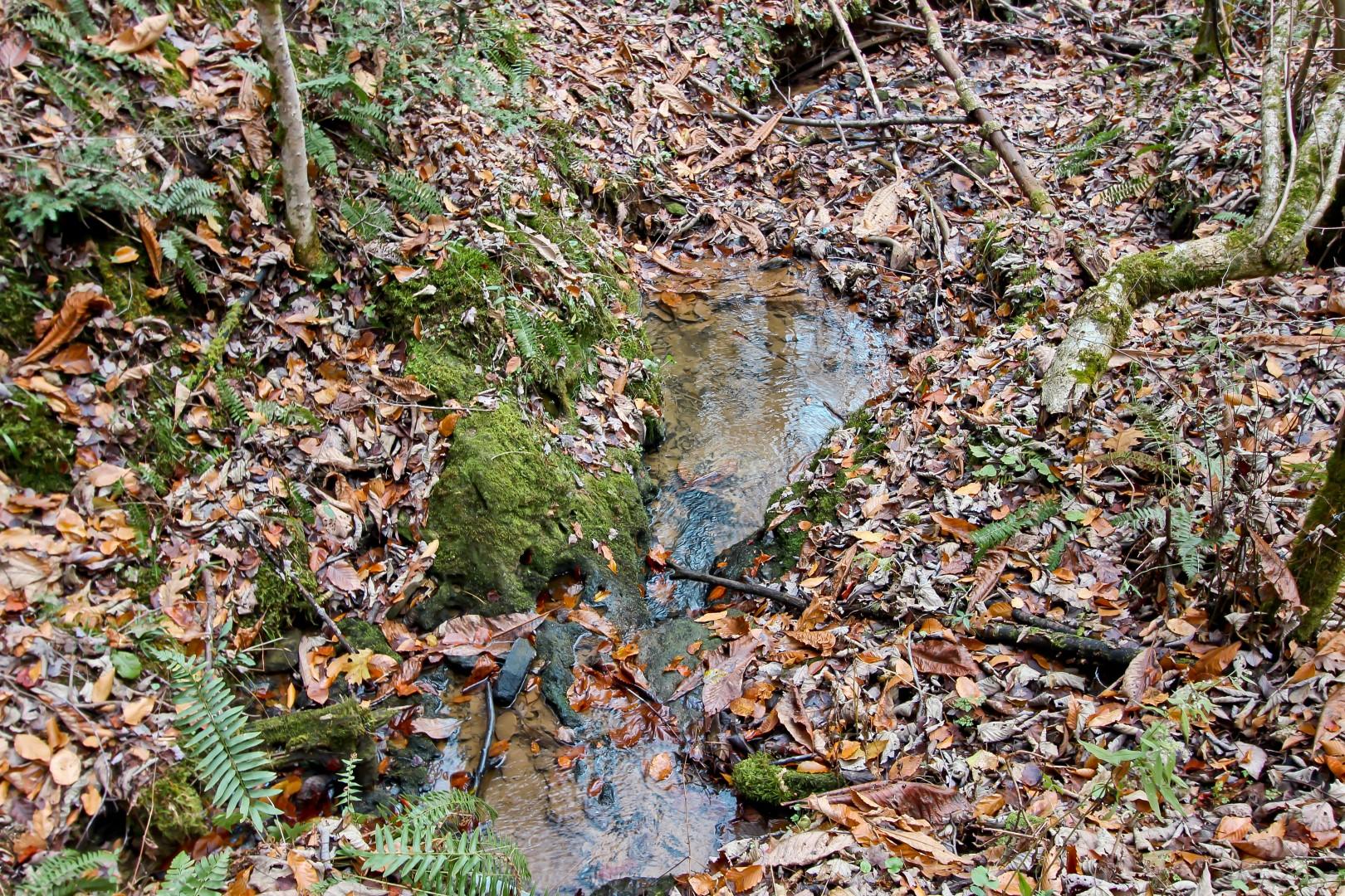 27.37-acre 27.37-acre Laurel Fork Road Del Rio, TN 37727 - Photo 15 of 25 IMG_3944