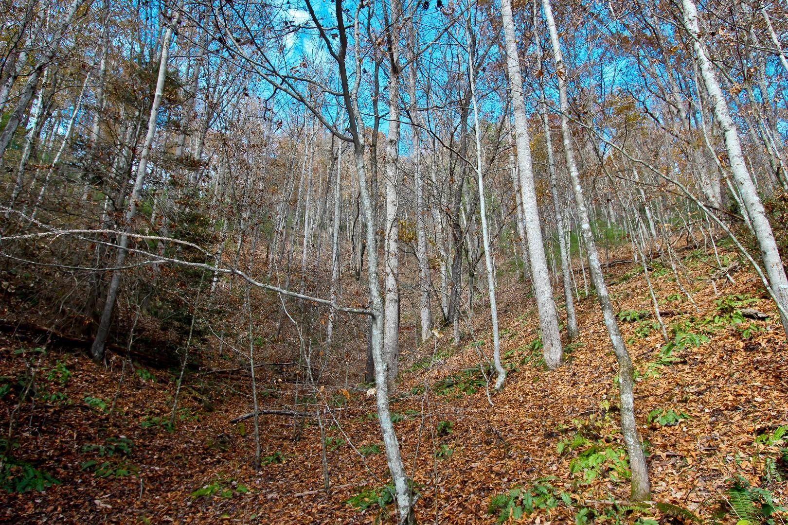 27.37-acre 27.37-acre Laurel Fork Road Del Rio, TN 37727 - Photo 16 of 25 IMG_3945