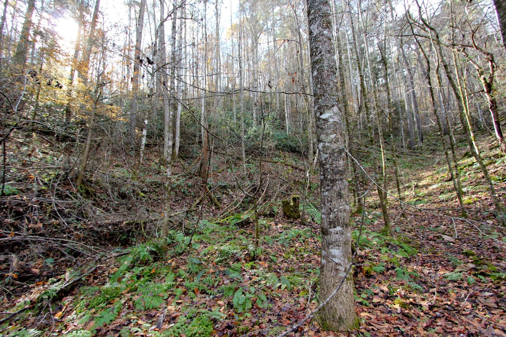 27.37-acre 27.37-acre Laurel Fork Road Del Rio, TN 37727 - Photo 17 of 25 IMG_3927