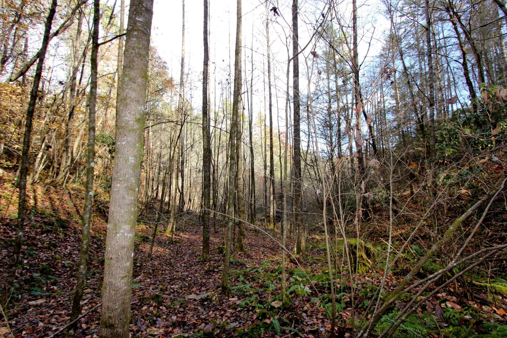 27.37-acre 27.37-acre Laurel Fork Road Del Rio, TN 37727 - Photo 18 of 25 IMG_3928