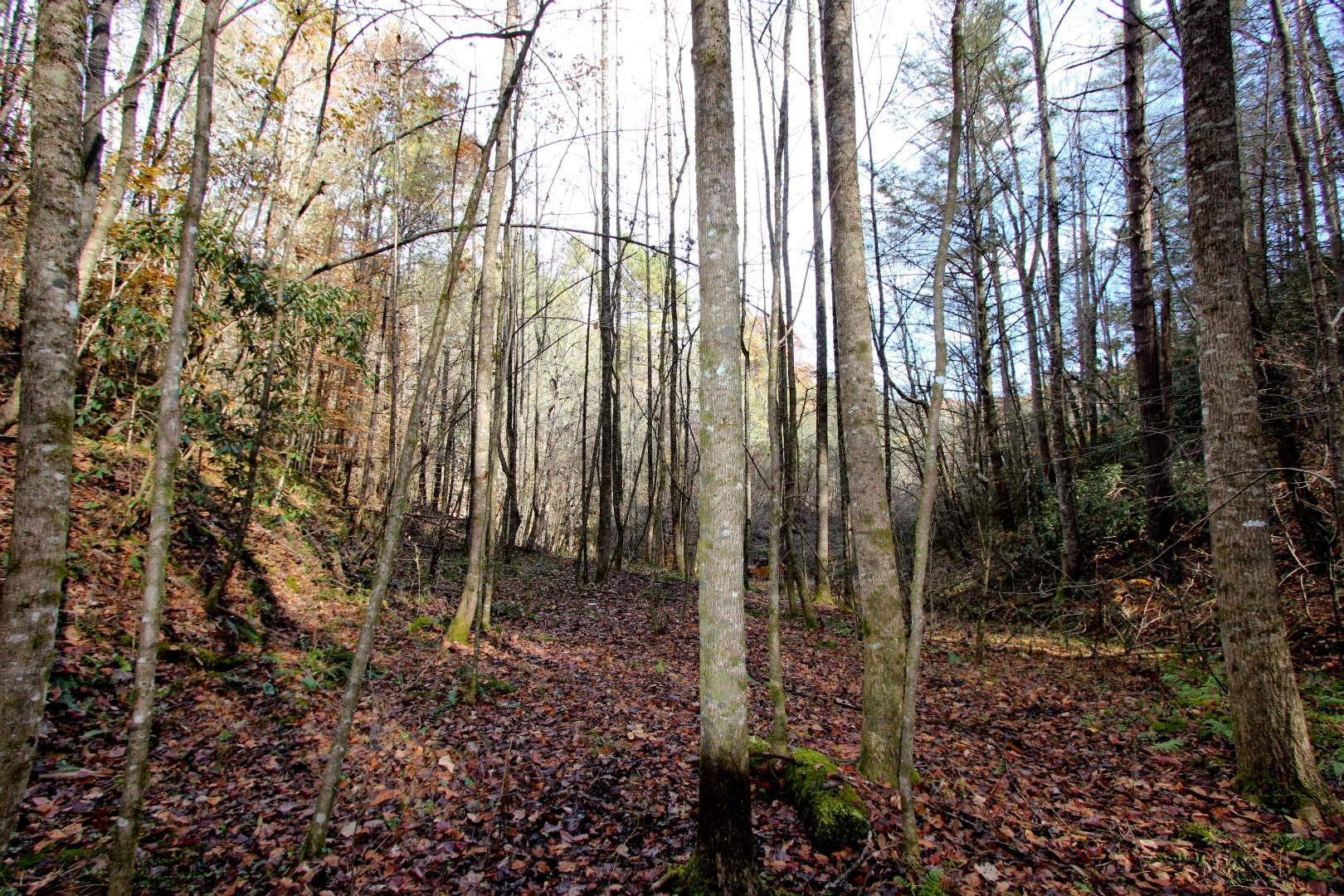 27.37-acre 27.37-acre Laurel Fork Road Del Rio, TN 37727 - Photo 19 of 25 IMG_3929