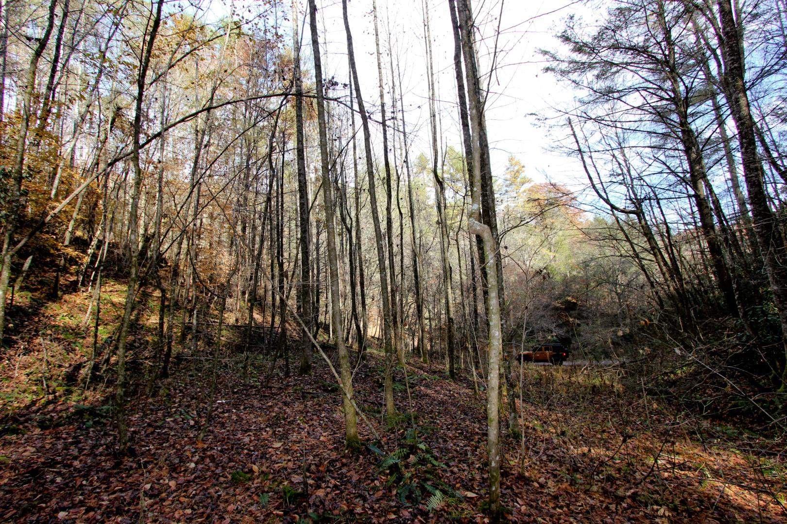 27.37-acre 27.37-acre Laurel Fork Road Del Rio, TN 37727 - Photo 20 of 25 IMG_3930