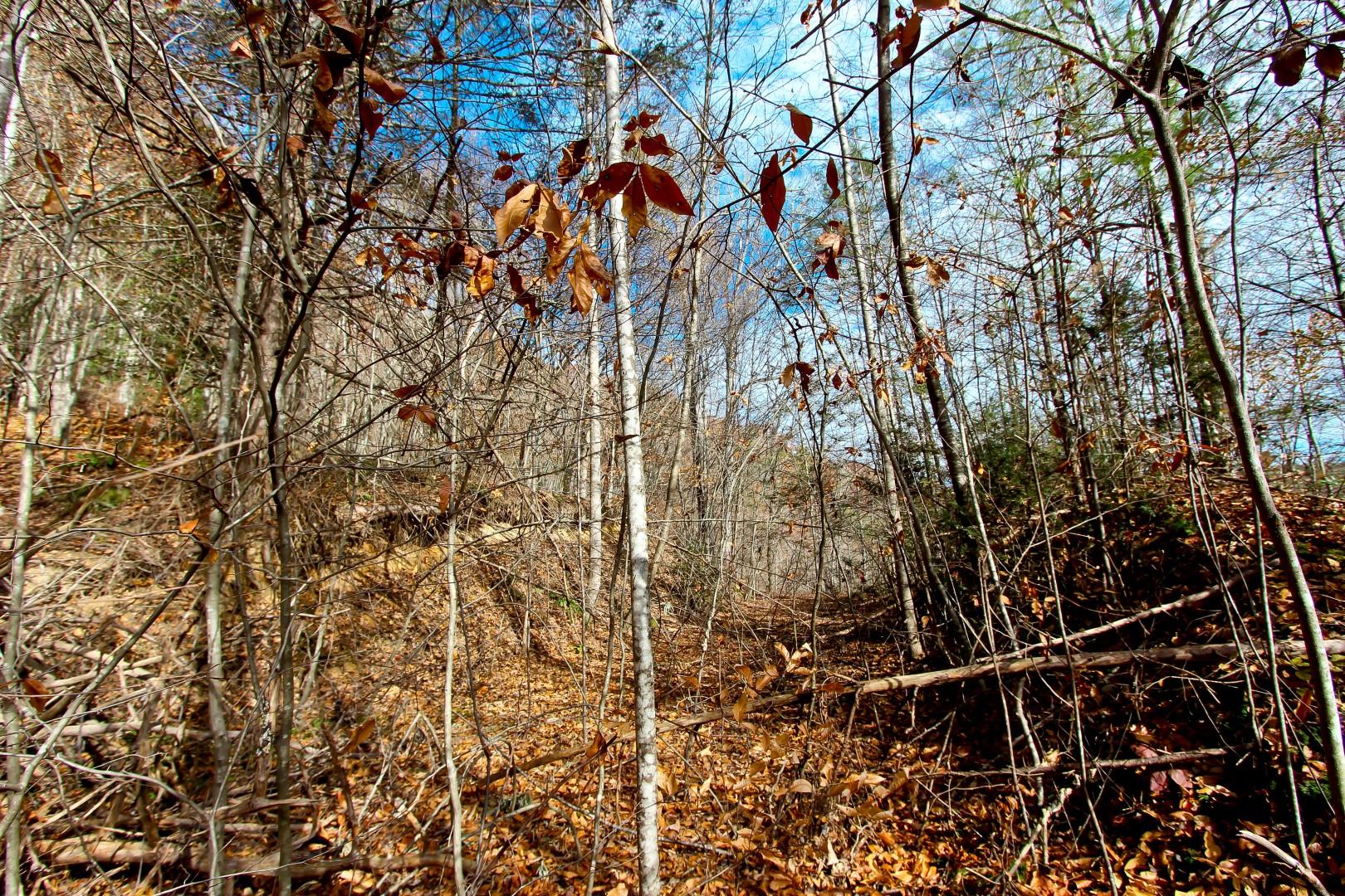 27.37-acre 27.37-acre Laurel Fork Road Del Rio, TN 37727 - Photo 23 of 25 IMG_3948