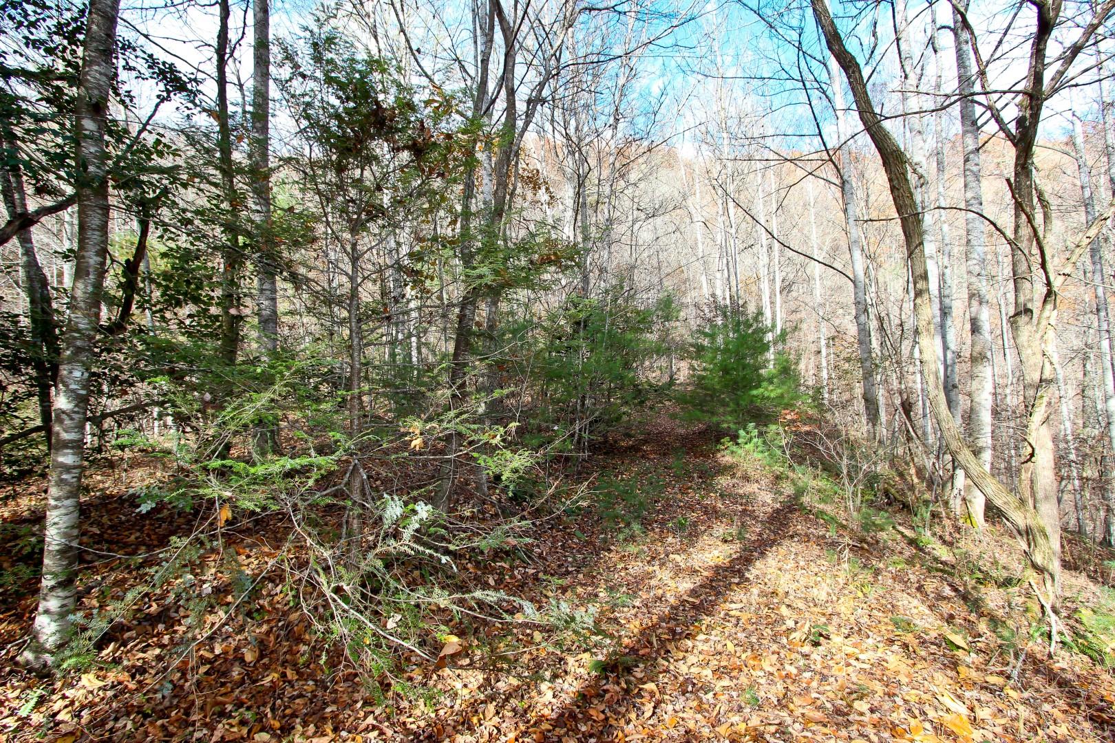27.37-acre 27.37-acre Laurel Fork Road Del Rio, TN 37727 - Photo 24 of 25 IMG_3950