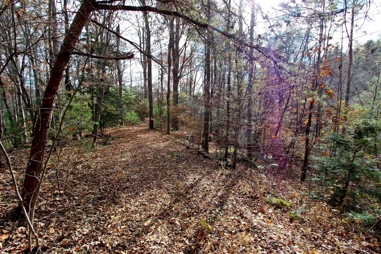 27.37-acre 27.37-acre Laurel Fork Road Del Rio, TN 37727 - Photo 6 of 25 IMG_3949