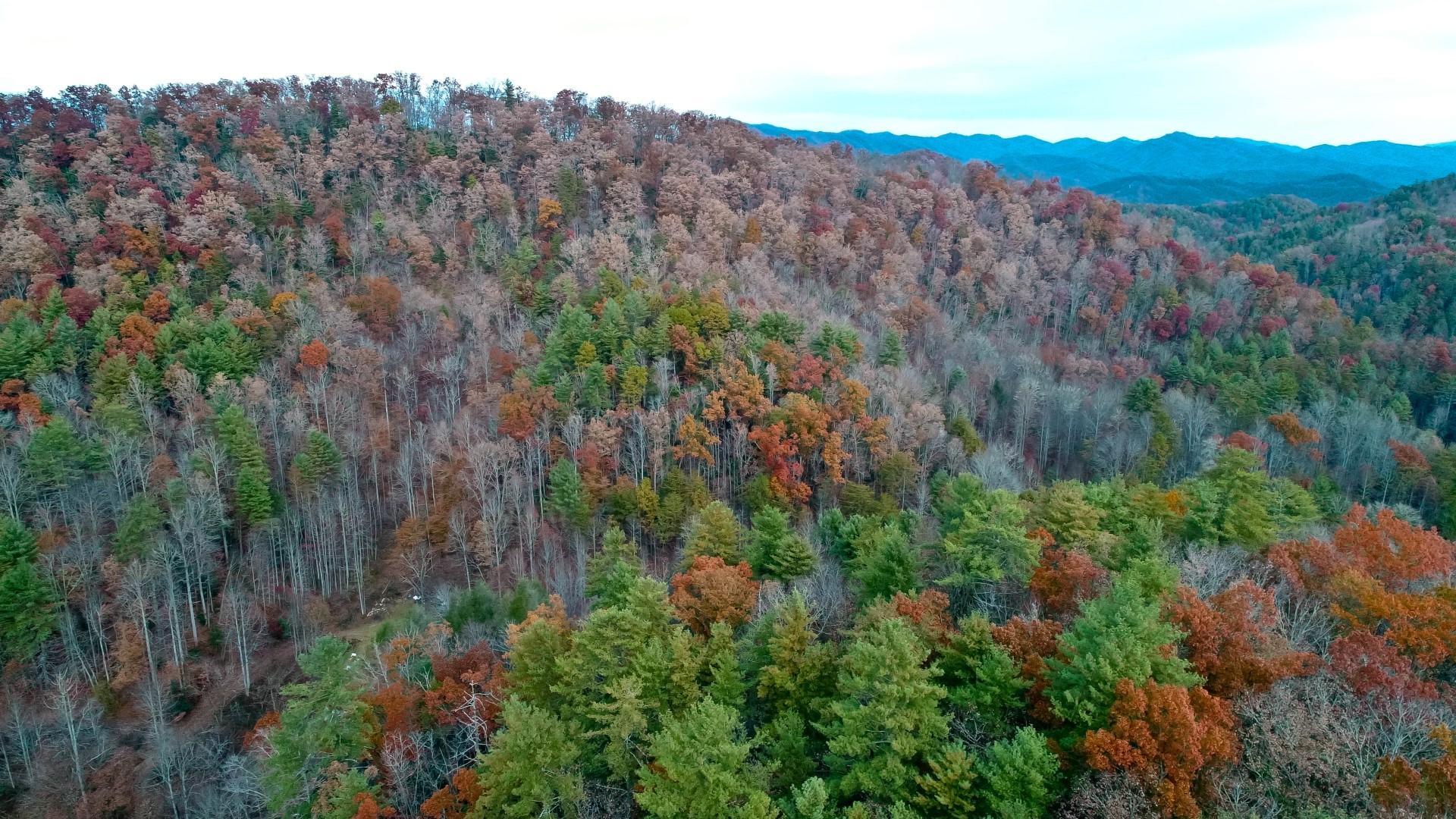 27.37-acre 27.37-acre Laurel Fork Road Del Rio, TN 37727 - Photo 7 of 25 DJI_0008