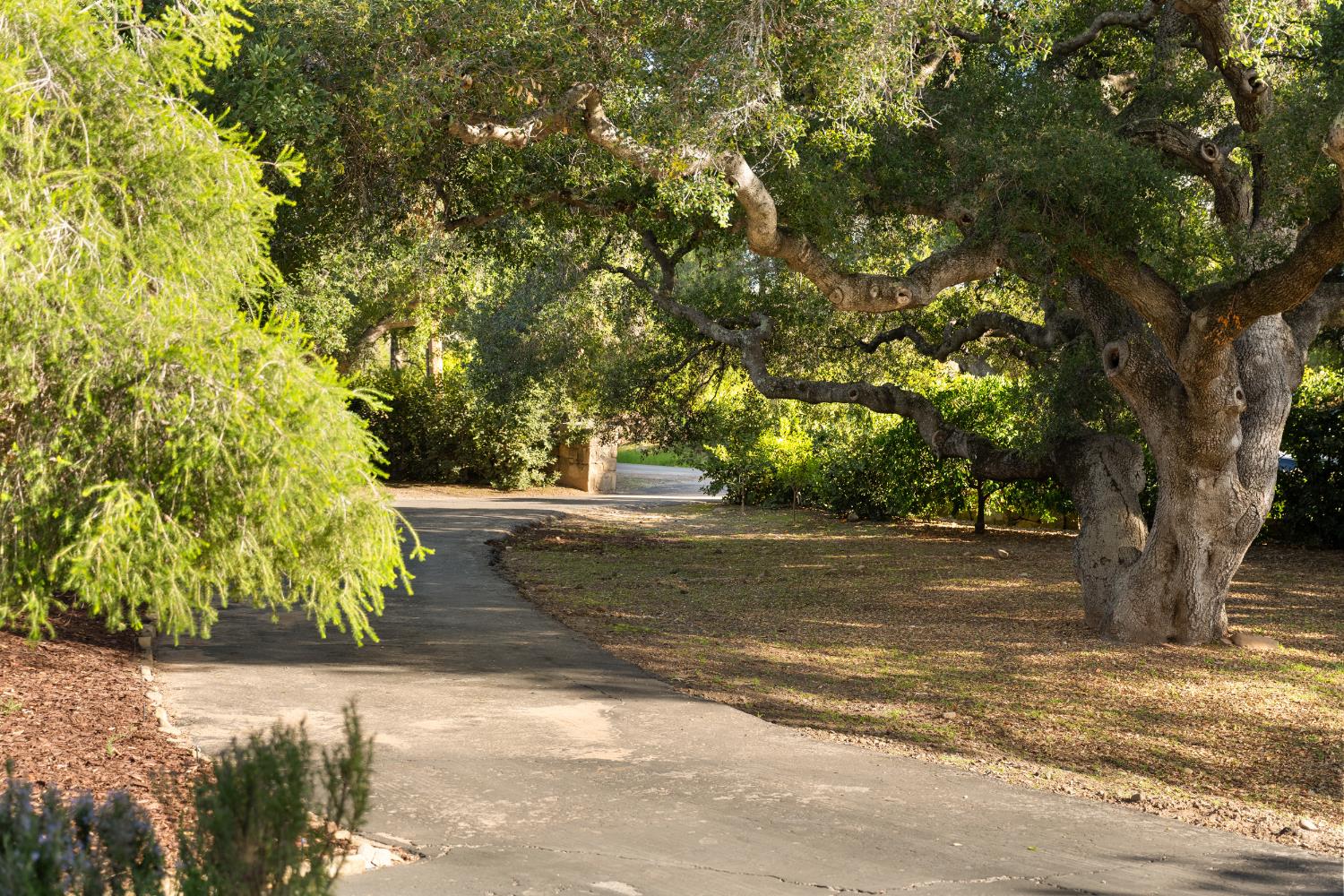 3935 Thacher Road Ojai, CA 93023 - Photo 22 of 50 a view of a yard with plants and trees