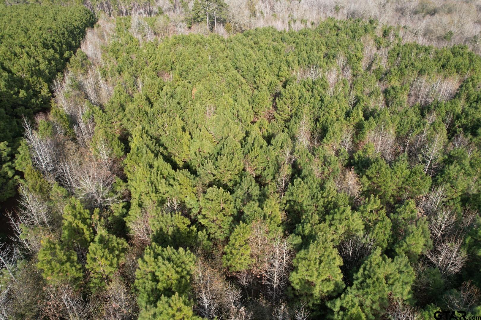 4037 County Road 4037 Timpson, TX 75975 - Photo 5 of 11