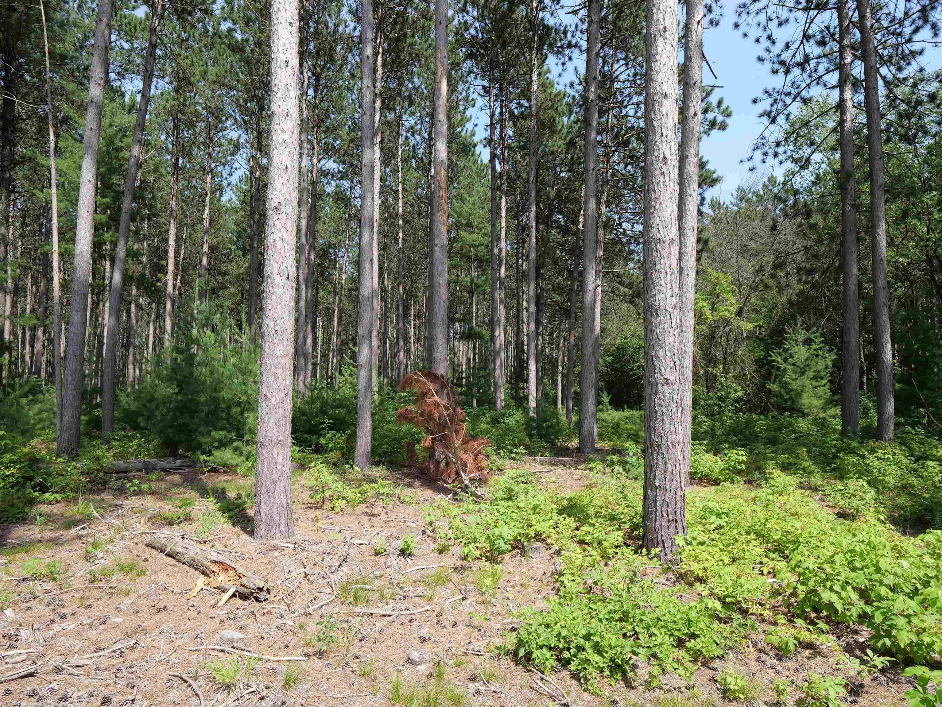 Lot 6 Two Sisters Court Stevens Point, WI 54482 - Photo 6 of 9