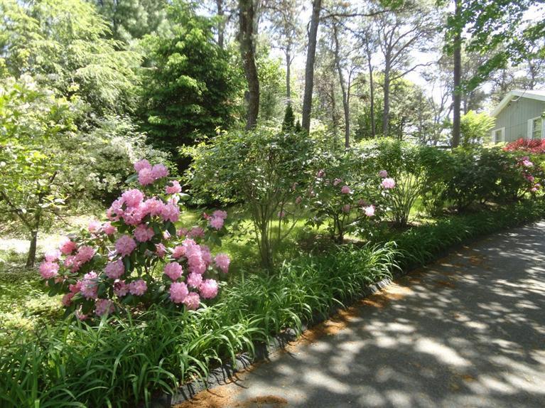 131 Old Kings Road Cotuit, MA 02635 - Photo 6 of 33 a view of a tree in a yard
