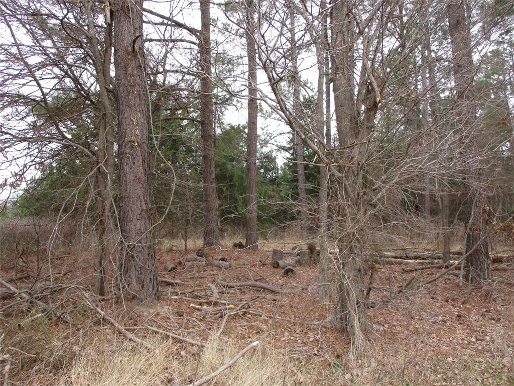 3040 County Road 3040 Emory, TX 75440 - Photo 3 of 6 View of nature
