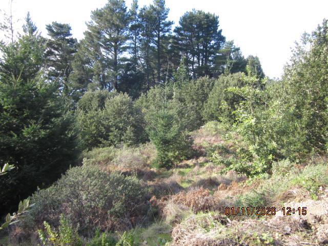 2715 Toth Road Shelter Cove, CA 95589 - Photo 17 of 27 IMG_0768