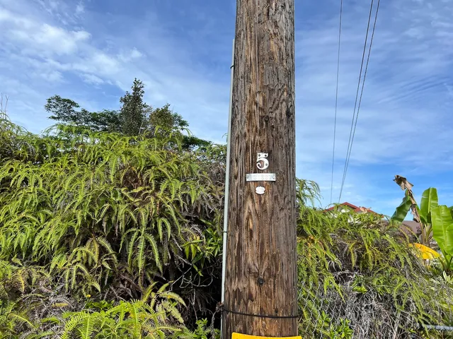 a plant that is in front of a building