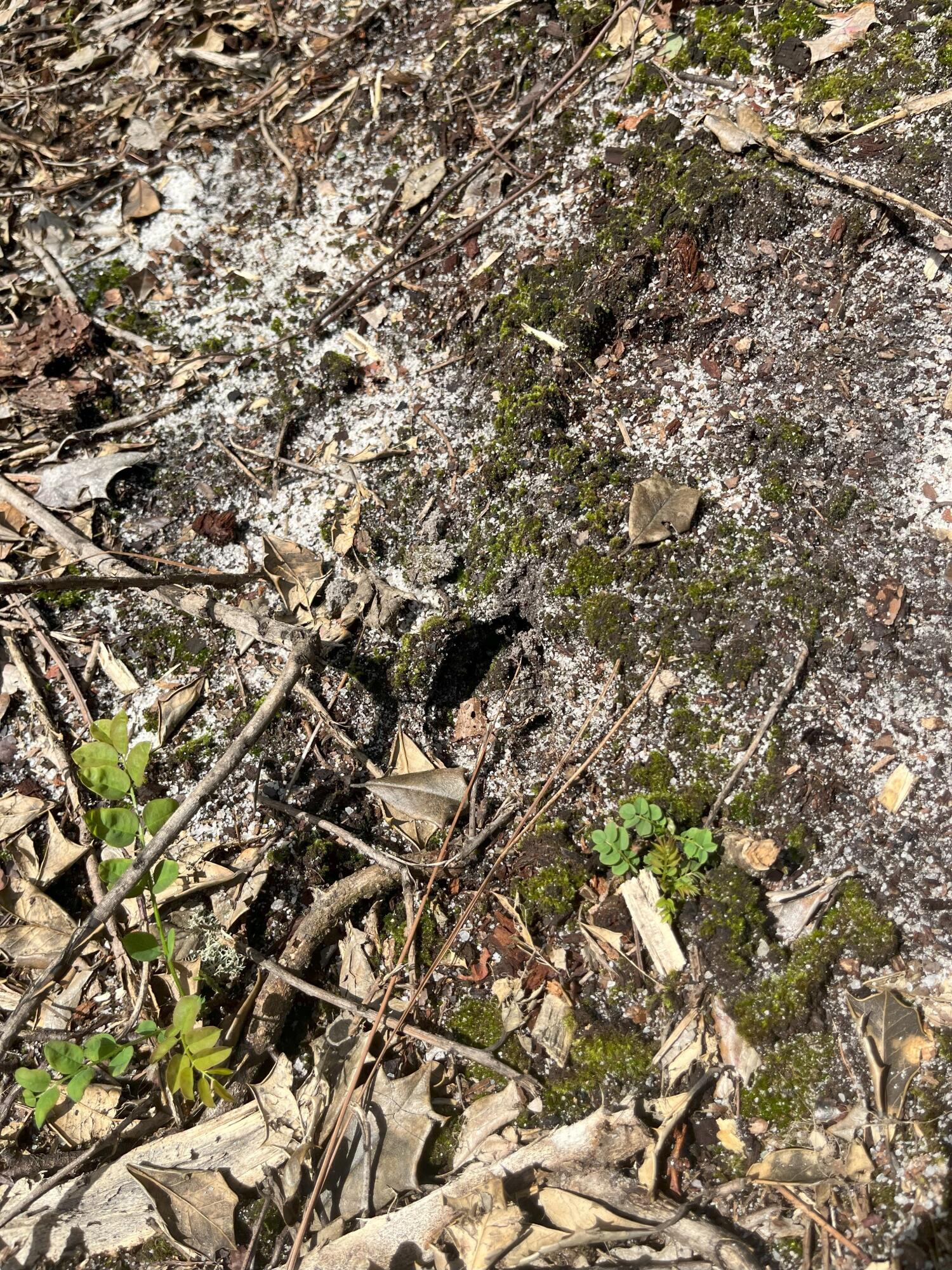 10 Payne Pond Road, Unit PPF 10 Kershaw, SC 29067 - Photo 12 of 13 IMG_7248