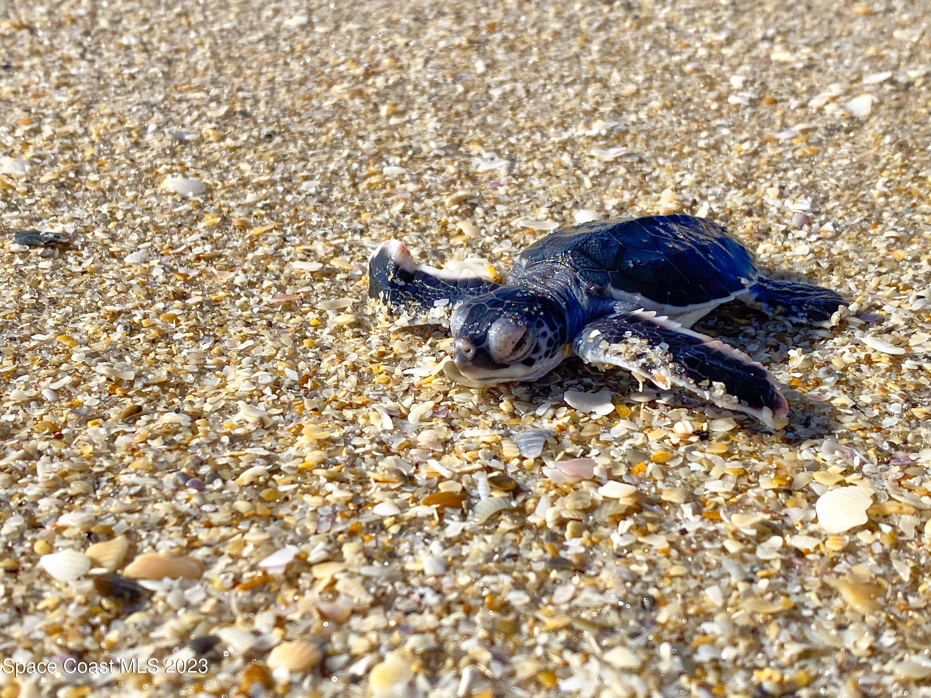 5080 Seiler Street Melbourne Beach, FL 32951 - Photo 28 of 34