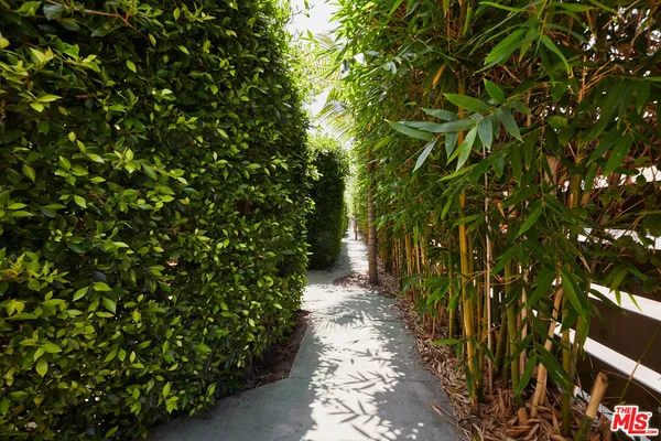 a pathway of a tree