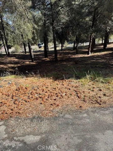 a view of a yard with large trees