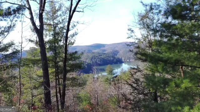 a view of a forest with trees