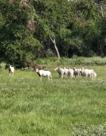 $200,000 | Tbd Tbd Horseshoe Lake Ranch, Marquez, TX 77865