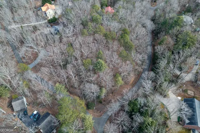 a view of a plants in a forest