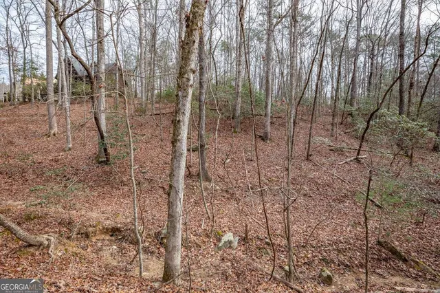 a view of a forest filled with trees
