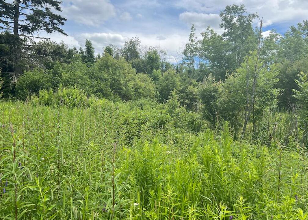 251 Morneault Road Grand Isle, ME 04746 - Photo 4 of 6 Screen Shot 2023-05-03 at 5.39.08 PM