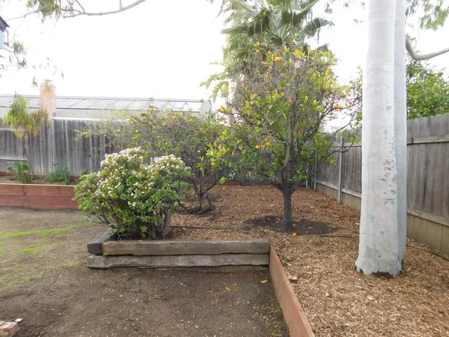 a view of a garden with a tree