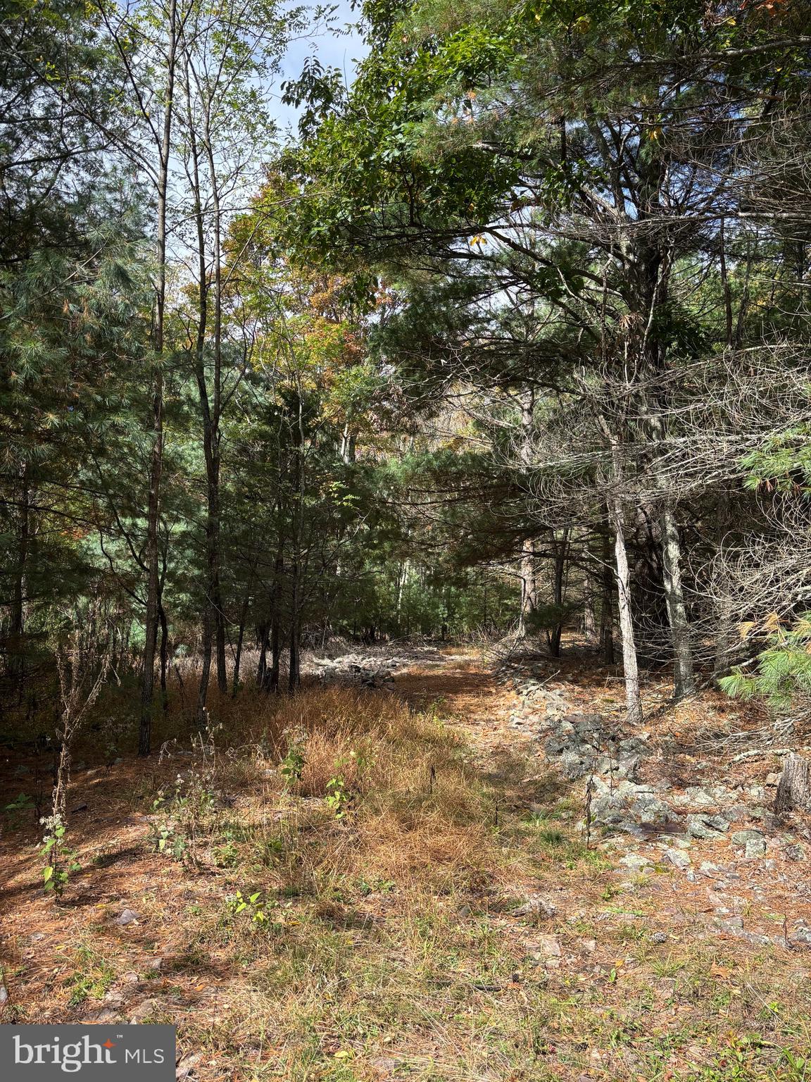 3825 Dickenson Mountain Road Franklin, WV 26807 - Photo 29 of 32 a view of a yard with trees