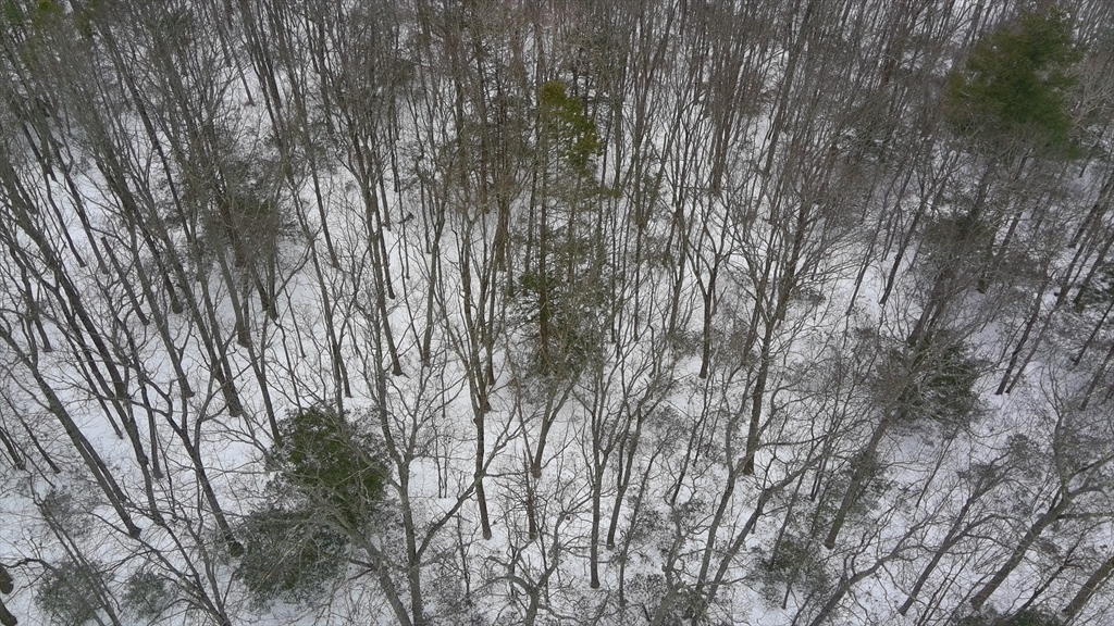 35 Ladd Road Sturbridge, MA 01566 - Photo 4 of 7 a backyard of a house with lots of trees