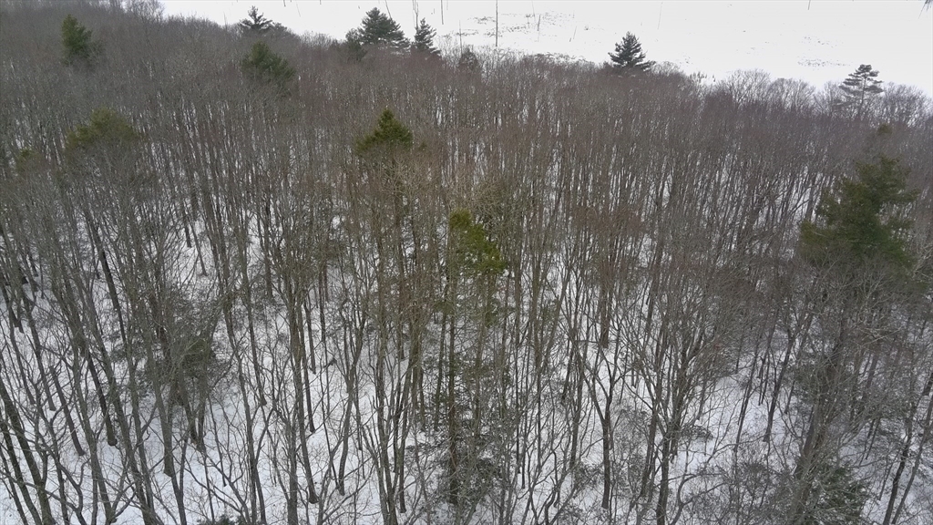 35 Ladd Road Sturbridge, MA 01566 - Photo 6 of 7 a view of a forest with a tree in the background