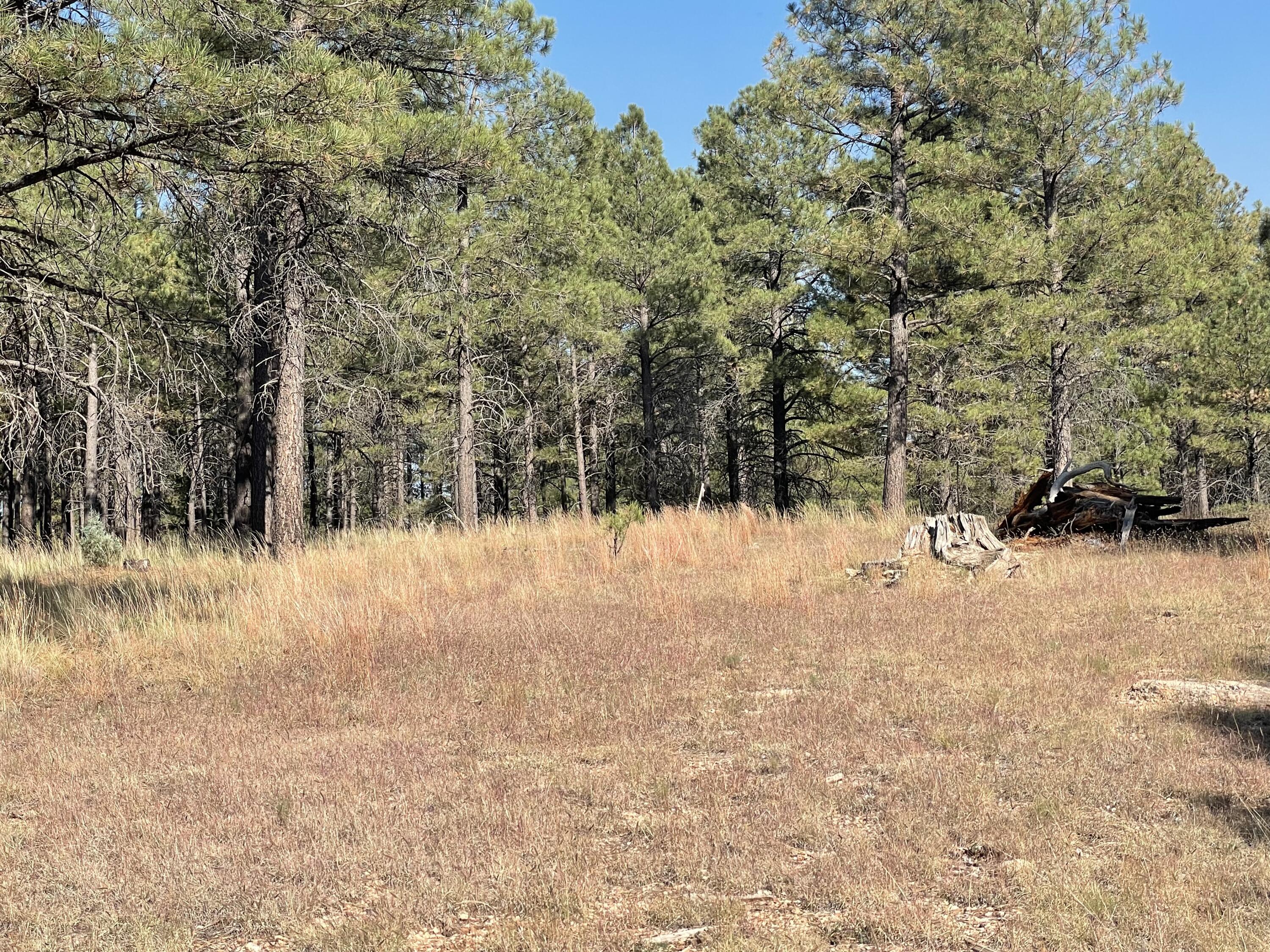 7337 Forest Service 122 Road Happy Jack, AZ 86024 - Photo 17 of 33