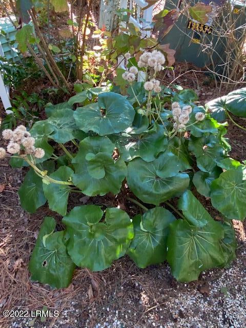 714 North Reeve Road St. Helena Island, SC 29920 - Photo 41 of 47 IMG_6853