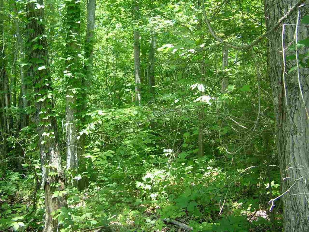 Lot 76 Toestring Cove Rd Spring Spring City, TN 37381 - Photo 3 of 11 4