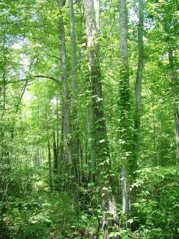 Lot 76 Toestring Cove Rd Spring Spring City, TN 37381 - Photo 4 of 11 5